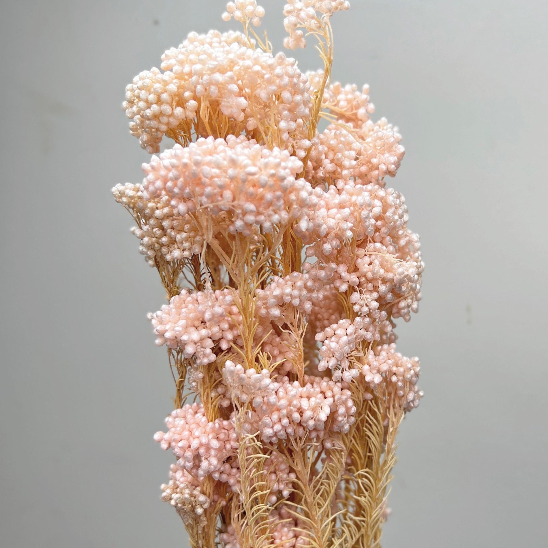 African Rice Flower Rice Flower