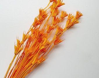 Orange Octagon Dried Flower/ Star Flower / Everlasting and Dried / Dried and Preserved Flowers / Interior Home Decor / Orange Flowers