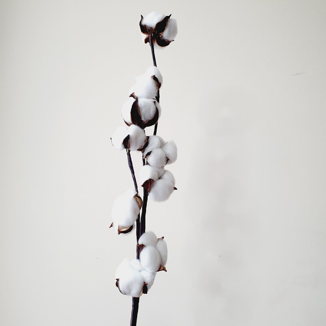 Cotton Ball Preserved Flower / White Cotton Flower / Dried Etsy