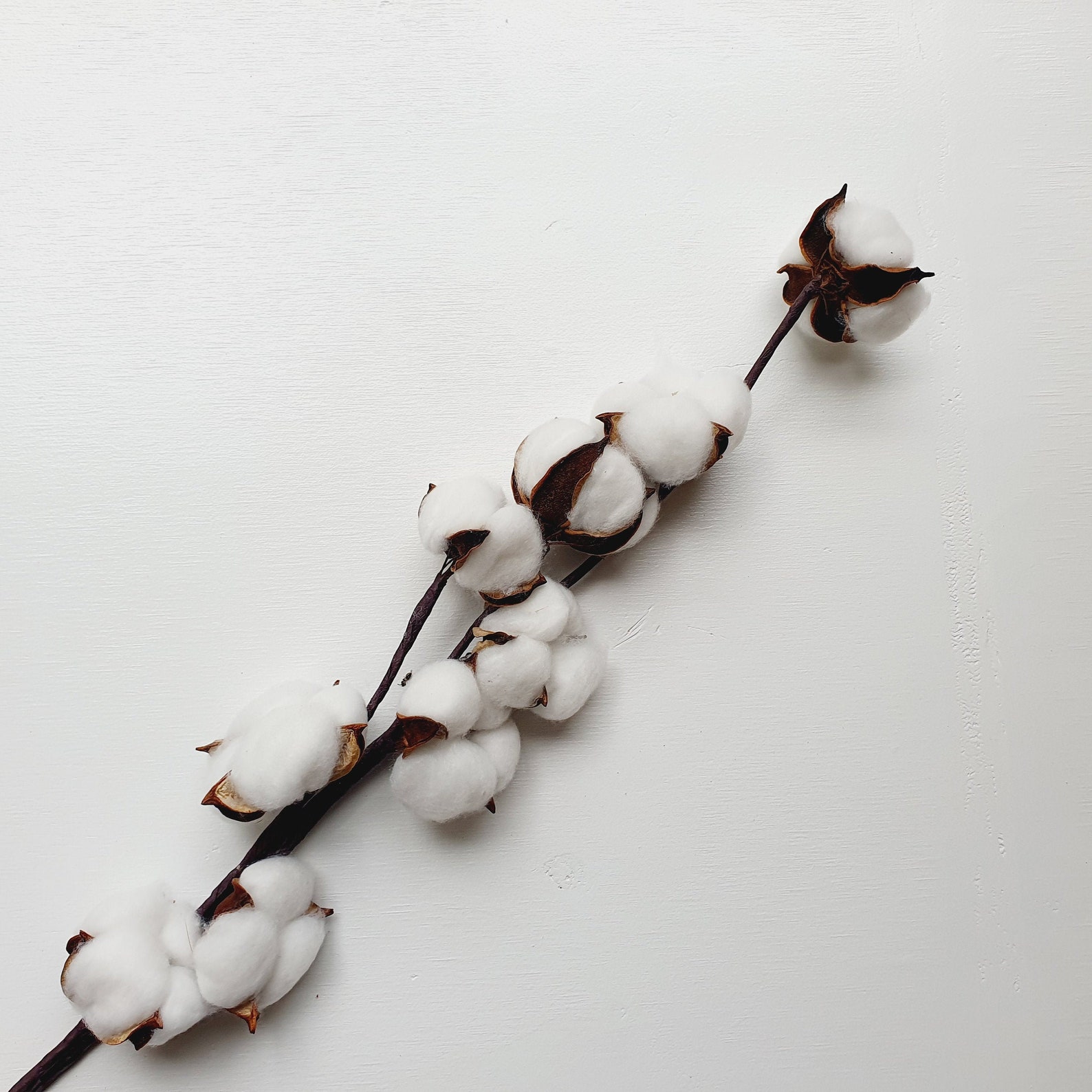 Cotton Ball Preserved Flower / White Cotton Flower / Dried Etsy