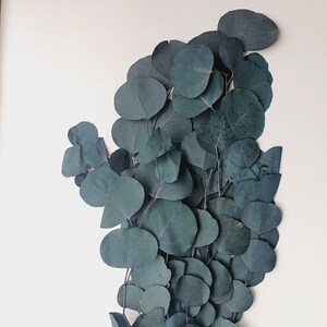 May include: A bunch of eucalyptus leaves in shades of green, arranged in a fan shape against a white background.