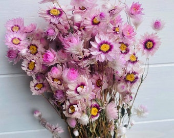 Preserved and Dried Rodanthe Daisies / Dried Daisies Flowers / Dried Flowers / Preserved Flowers / Pink Daises / White Daisies