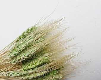 Perfectly Preserved Green Wheat Grass Flower/ Dried Dried Botanicals, Gorgeous Dry Flowers, Best Wheat Grass Flower For Interior Home Decor