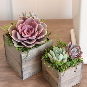 PeraBella Gifts for Christmas for Mom, Presents for Christmas, Christmas  Succulent Tree Planters, Mom Gifts, Aunt Gifts, Bestie Sister Grandma Gifts,  Gifts for Her (Merry Christmas Succulent Pots) 