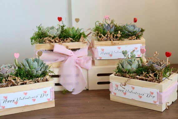 Valentines Day Succulent Gift Box, Valentines Day Gift Idea, Valentines Day  Succulents, Valentine Gift Idea, Succulent Crate - Etsy