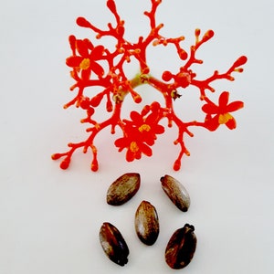 Jatropha Podagrica Buddha Belly Plant Coral Flower, Doctor 7 seeds/seeds image 3