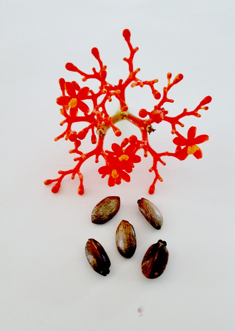 Jatropha Podagrica Buddha Belly Plant Coral Flower, Doctor 7 seeds/seeds image 3