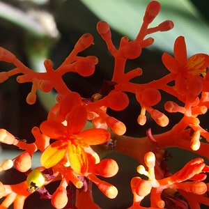 Jatropha Podagrica Buddha Belly Plant Coral Flower, Doctor 7 seeds/seeds image 5