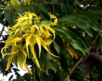 Cananga Odorata/ Perfume Tree/ Ylang-Ylang - RARE - 7 seeds/graines