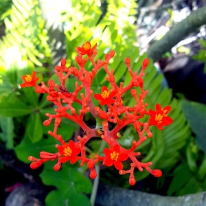 Jatropha Podagrica Buddha Belly Plant Coral Flower, Doctor 7 seeds/seeds image 4
