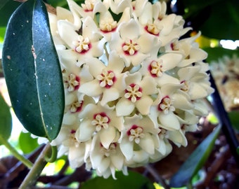 Hoya Australis /Waxvine/Liane de Cire– 20 seeds/ (Tropical Plants Seeds / Graines Plantes Tropicales) NEW HARVEST