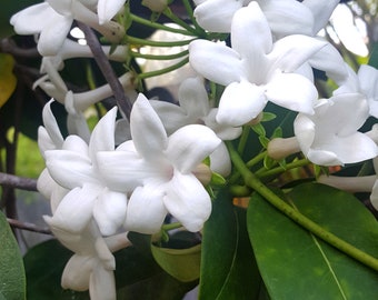 Stephanotis Floribunda / Madagascar Jasmine / Madagascar Jasmine - RARE - 6 seeds /graines