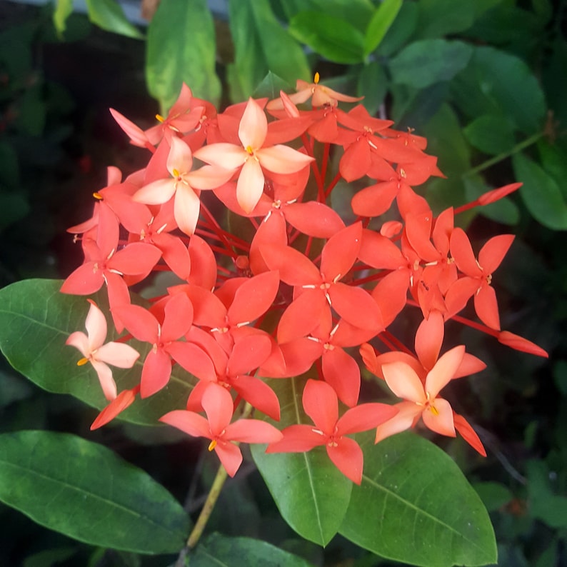 Ixora coccinea / Hortensia du Japon / Jungle Flame Lot de 10 graines/seeds image 4