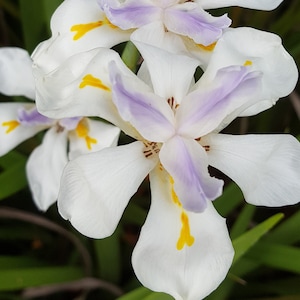 Iris Sibirica / Sibirische Schwertlilie /Sibirische Schwertlilie –10 Samen/Samen