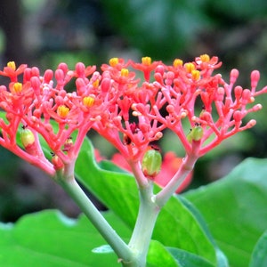 Jatropha Podagrica Buddha Belly Plant Coral Flower, Doctor 7 seeds/seeds image 2