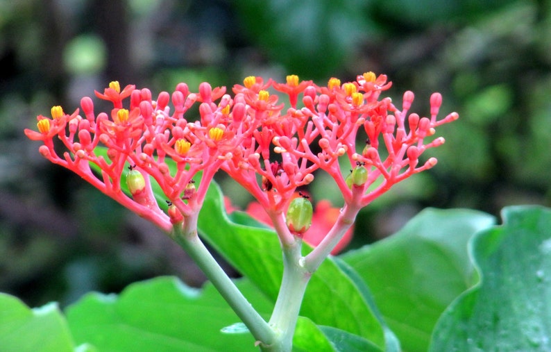 Jatropha Podagrica Buddha Belly Plant Coral Flower, Doctor 7 seeds/seeds image 2