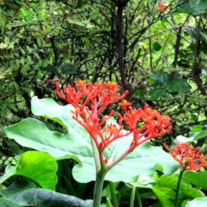 Jatropha Podagrica Buddha Belly Plant Coral Flower, Doctor 7 seeds/seeds image 1