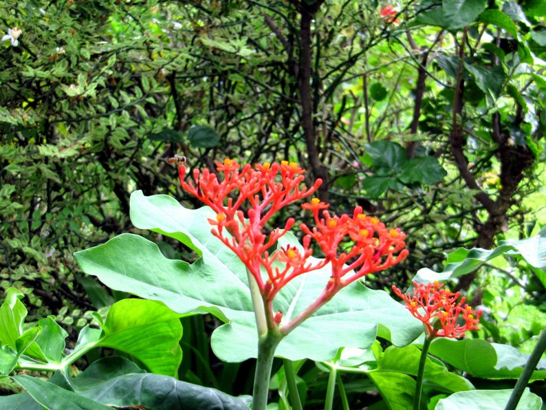 Jatropha Podagrica Buddha Belly Plant Coral Flower, Doctor 7 seeds/seeds image 1