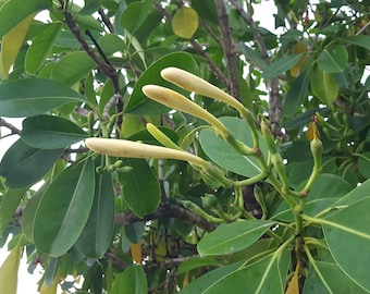 Fagraea Berteriana / KeniKeni tree/ Tiare Pua -10 seeds/seeds