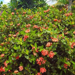 Ixora coccinea / Hortensia du Japon / Jungle Flame Lot de 10 graines/seeds image 2