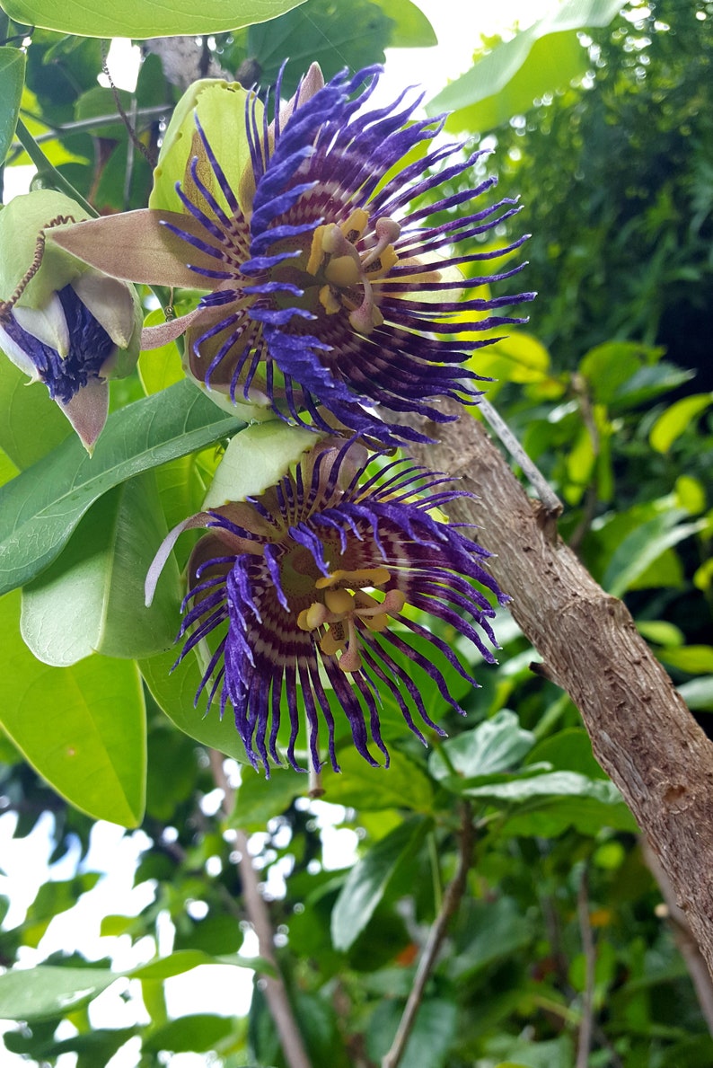 Passiflora Maliformis /Hard-Shelled Passionfruit / Calabash Apple/ Pack of 9 seeds image 1