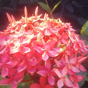 Ixora coccinea / Hortensia du Japon / Jungle Flame Lot de 10 graines/seeds image 1