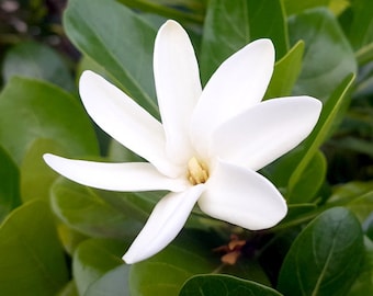 Gardenia Taitensis -Tiare Tahiti/Tahitian Gardenia- (6 semillas, muy raras)