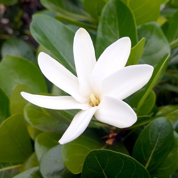 Gardenia Taitensis -Tiare Tahiti/Tahitian Gardenia- (6 graines, très rares)