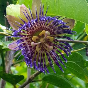 Passiflora Maliformis /Hard-Shelled Passionfruit / Calabash Apple/ Pack of 9 seeds image 2