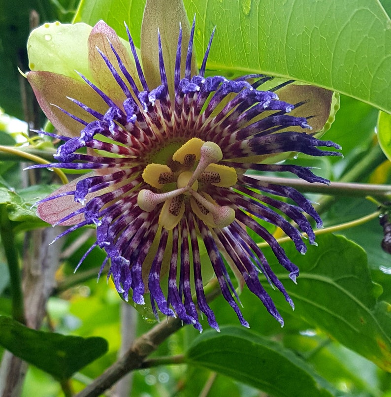 Passiflora Maliformis /Hard-Shelled Passionfruit / Calabash Apple/ Pack of 9 seeds image 2