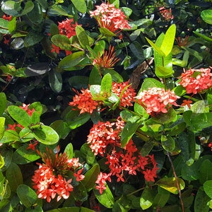 Ixora coccinea / Hortensia du Japon / Jungle Flame Lot de 10 graines/seeds image 3