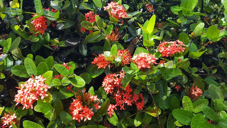 Ixora coccinea / Hortensia du Japon / Jungle Flame Lot de 10 graines/seeds image 3