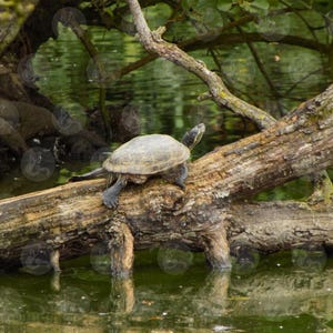 May include: A turtle with a grey shell and dark legs rests on a weathered log. The log is partially submerged in green water, with reflections visible. Lush green foliage and branches frame the scene, creating a natural, serene environment.