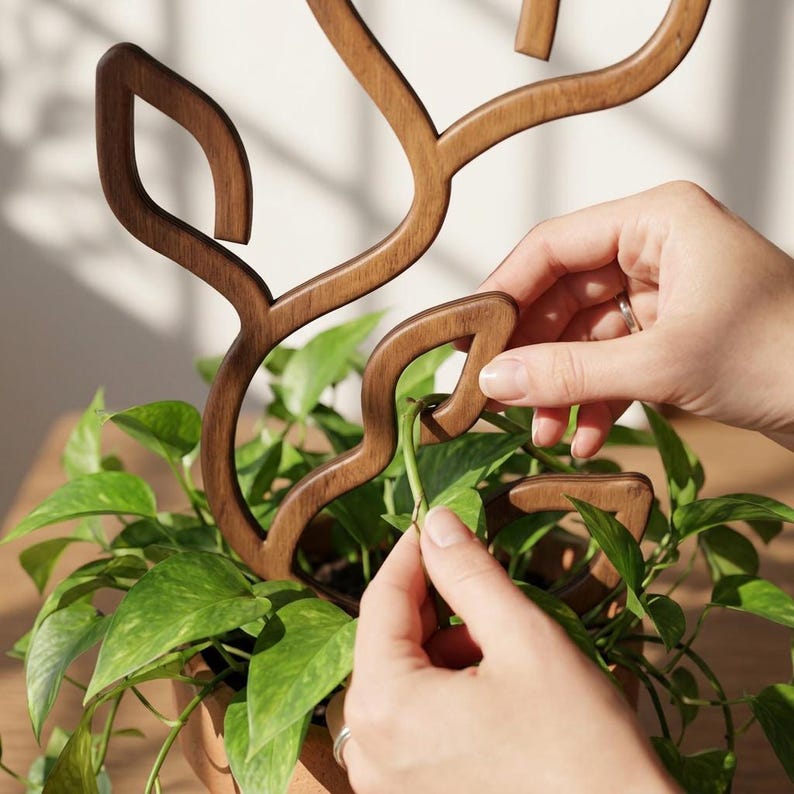 May include: A dark brown wooden plant trellis with a stylized leaf-shaped frame design. The trellis is positioned upright within a potted green pothos plant, featuring smooth, curved edges and a cutout structure that supports the trailing vines.