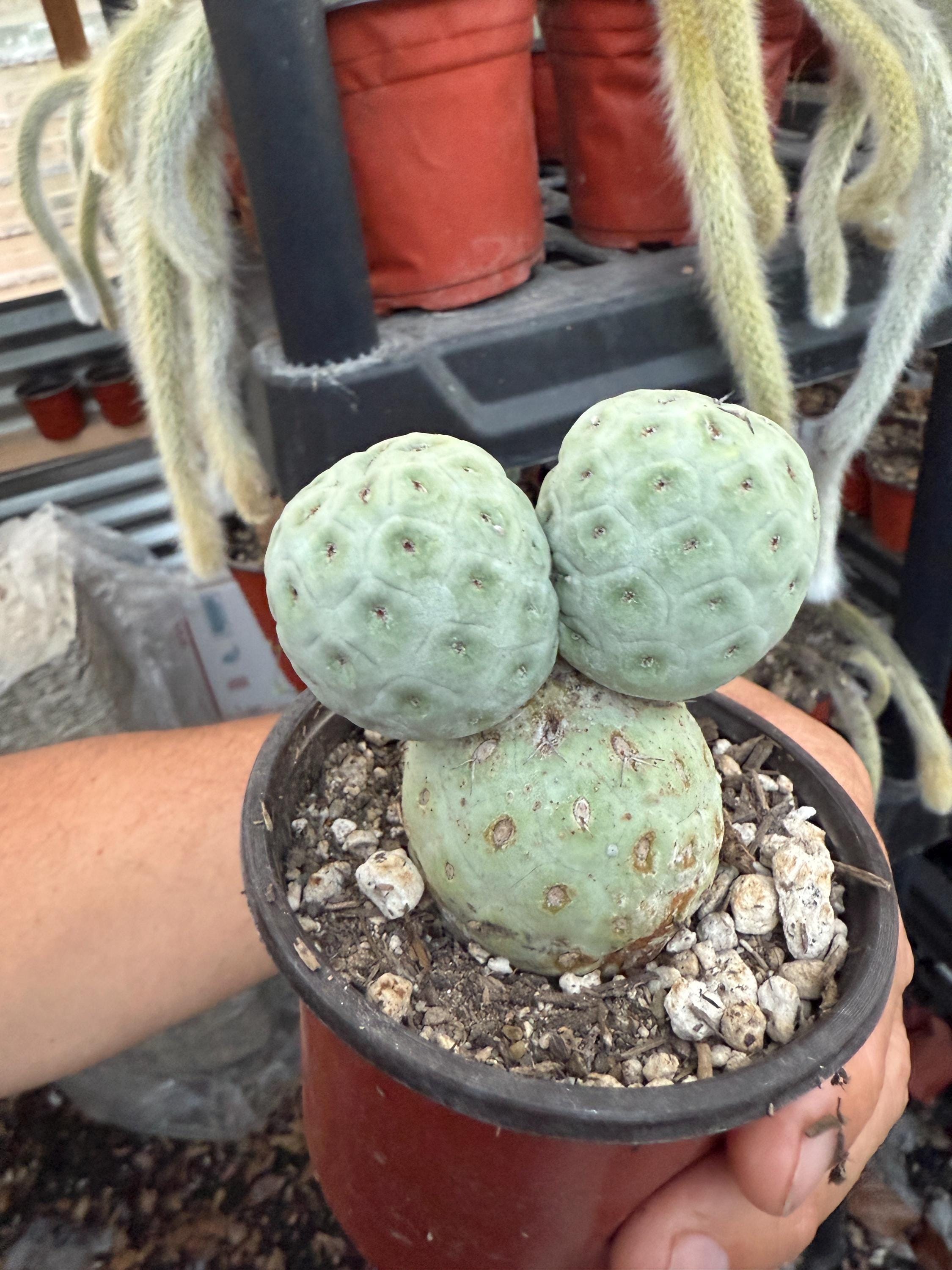 Large Ball Cactus