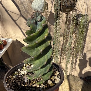 Cereus Forbesii Spiralis Spiral Cactus
