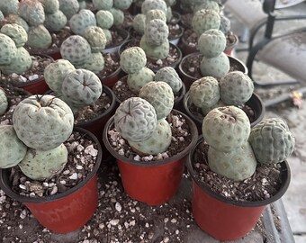 Large 3-Ball Tephrocactus Geometricus