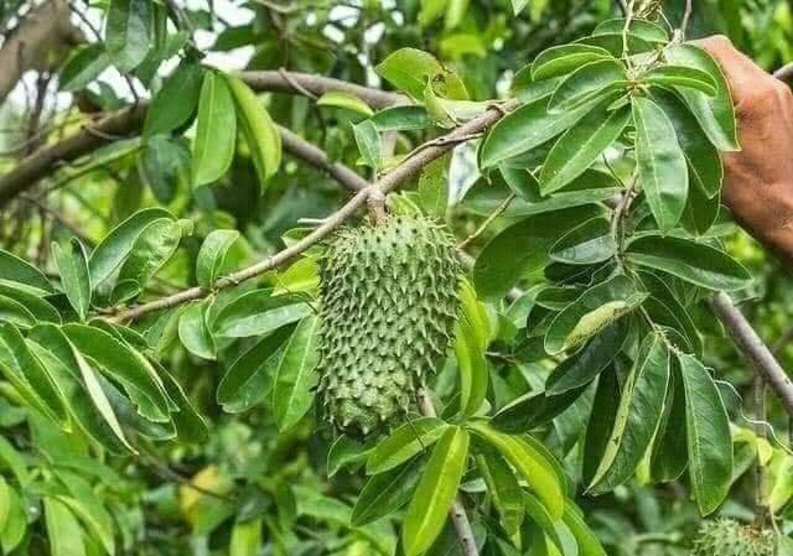 1000 Soursop Leaves, Dried Guanabana Leaf for Tea, Annona Muricata