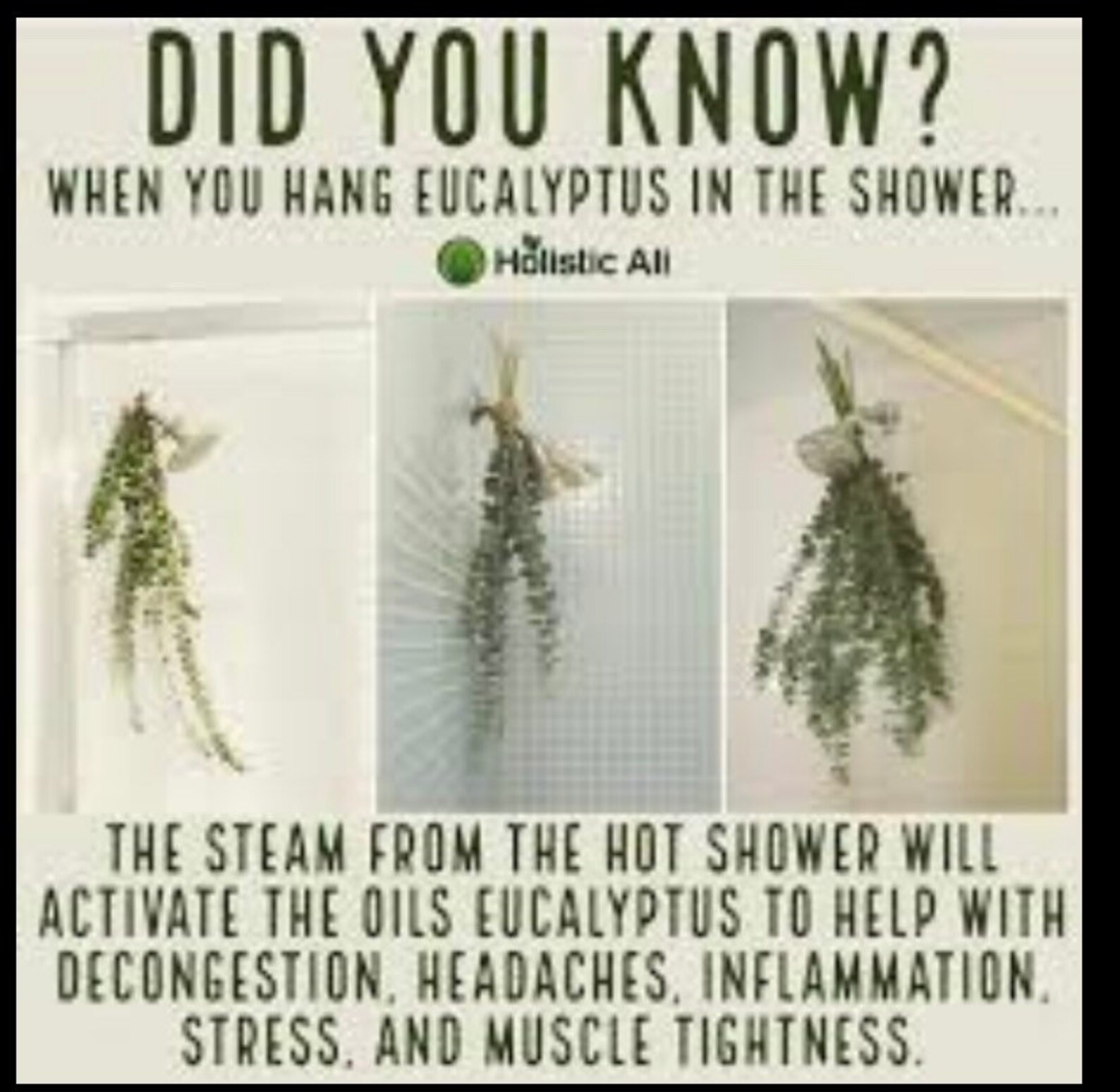 Eucalyptus Shower Bunches Fresh Eucalyptus Baby Blue Etsy UK