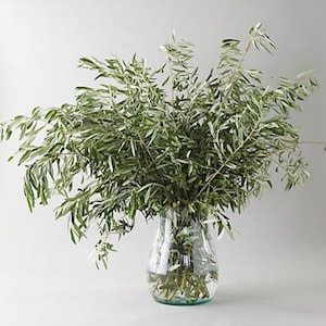 Fresh Olive Stems | Natural Olive Branches