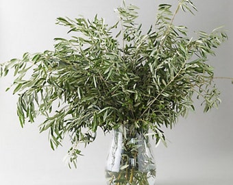 Tallos de aceitunas frescas / Ramas de olivo naturales