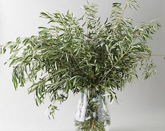 Fresh Olive Stems | Natural Olive Branches