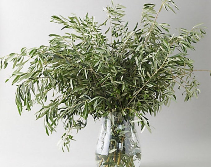 Fresh Olive Stems Natural Olive Branches Etsy UK