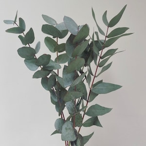 Puede incluir: Un peque&ntilde;o ramo de ramas de eucalipto con hojas verdes y grises y tallos de color marr&oacute;n rojizo. La palabra "Small" est&aacute; escrita en blanco en la parte superior. Las hojas tienen un aspecto polvoriento.