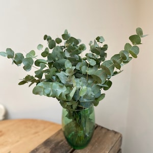 Fresh Eucalyptus Bunches | Eucalyptus