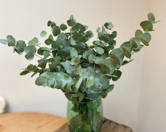 Fresh Eucalyptus Bunches | Eucalyptus