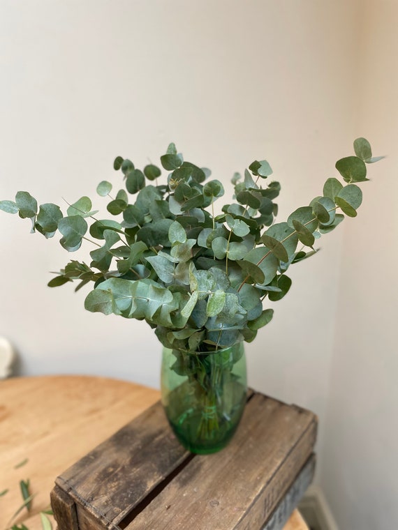 Fresh Eucalyptus Bunches | Eucalyptus