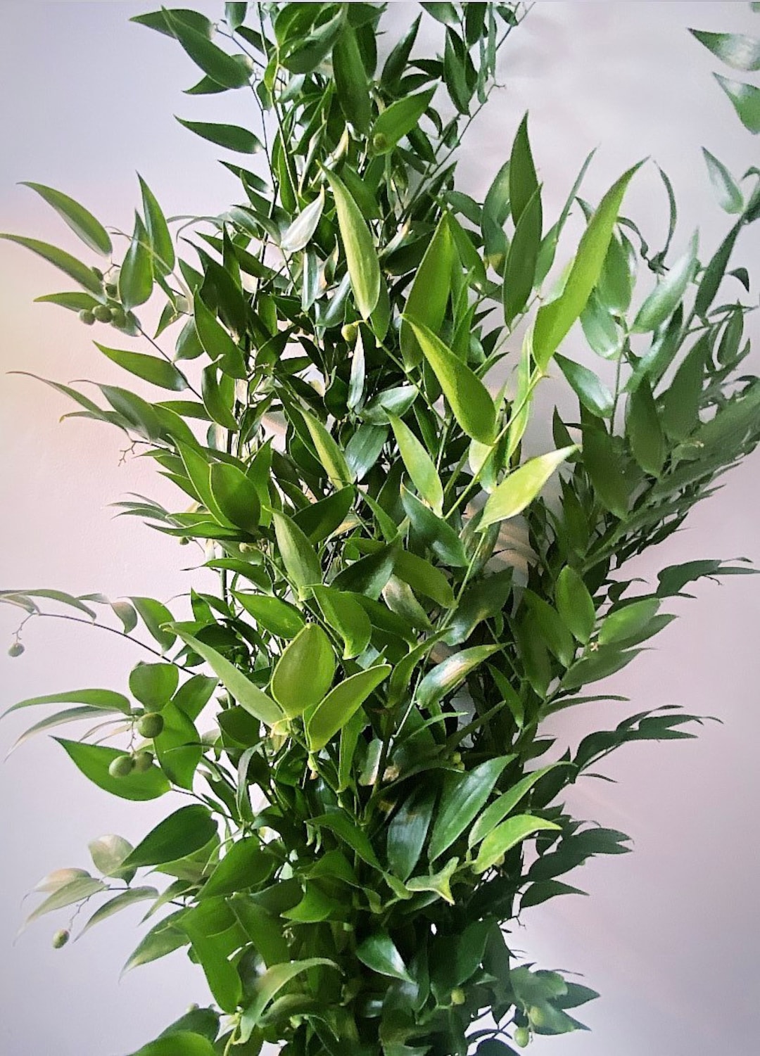 Extra Tall Soft Ruscus Foliage 100cm Ruscus Wedding Foliage Etsy UK