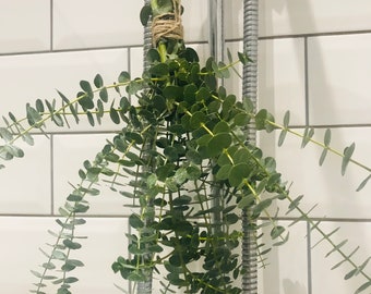 Fresh Eucalyptus Shower Bunch | Aromatherapy Steam