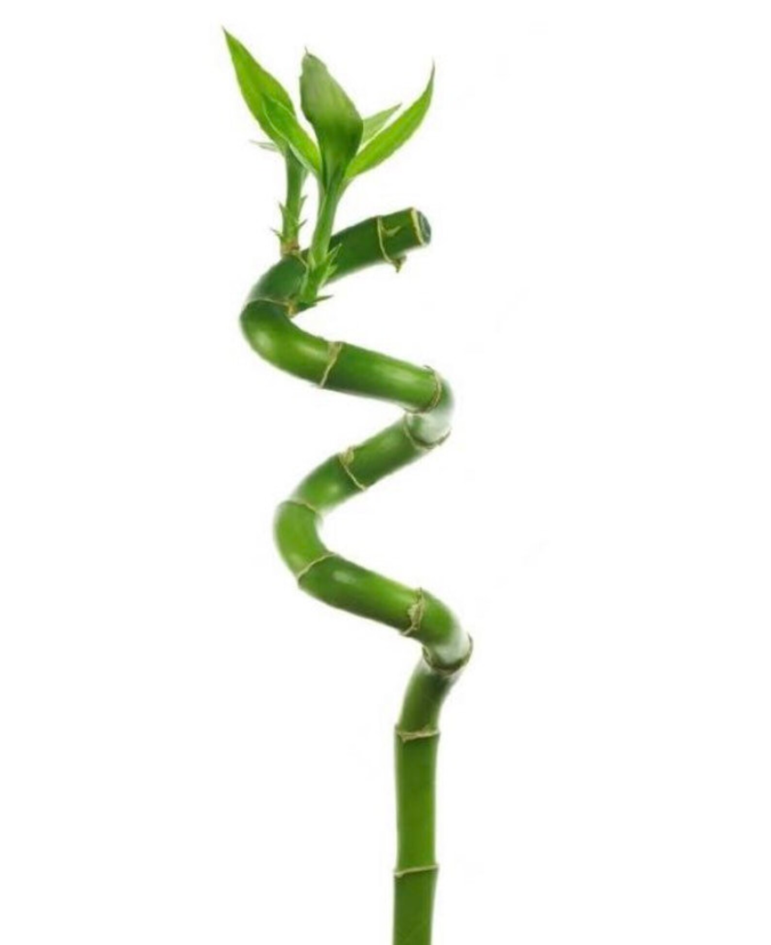 Lucky Twisted Bamboo Cut Bamboo Stems Fresh Bamboo Etsy UK